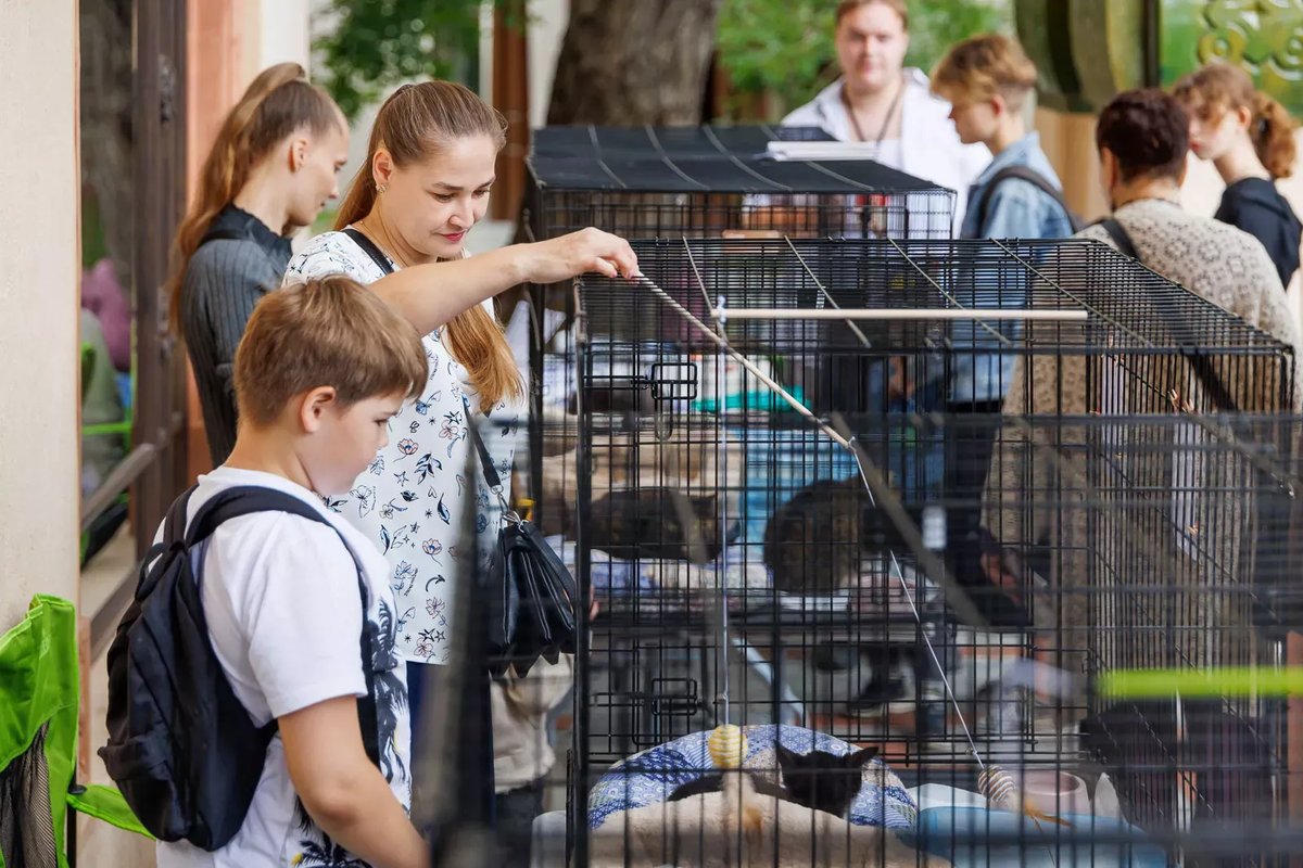 Neun Katzen fanden auf dem „Mospitomets“-Festival ein Zuhause – Foto: mos.ru