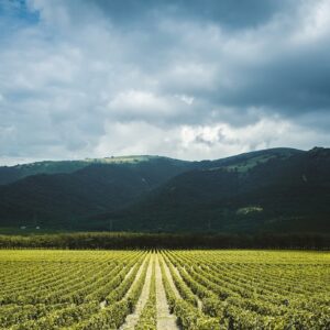 Weinberge vor den Bergen der Krim-Südküste