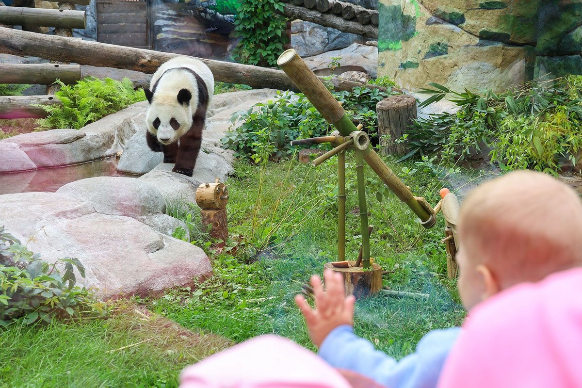 Panda-Katjuscha wird drei: Festwoche im Moskauer Zoo – Foto: mos.ru