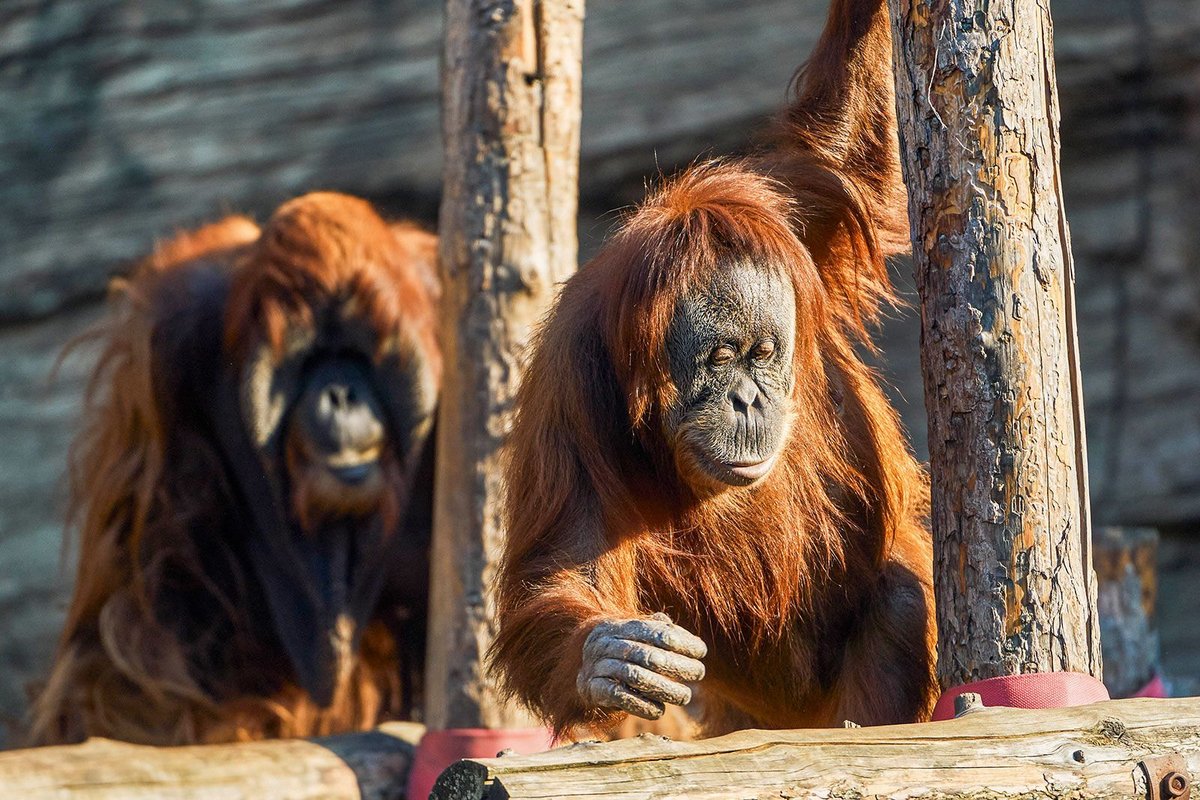 Quiz für Zoobesucher: Wie gut kennen Sie die Orang-Utans? – Foto: mos.ru