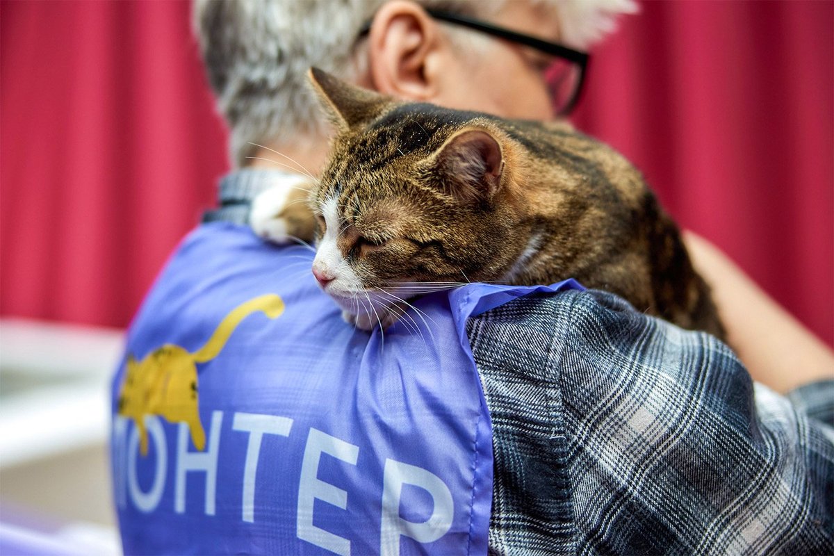 Tierfest auf dem Twerkskoi-Boulevard: Adoption & Beratung – Foto: mos.ru